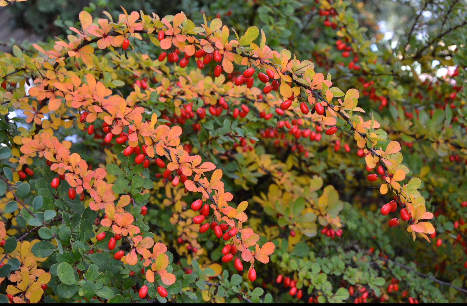 Tapeta podzimni_berberis__dristal_