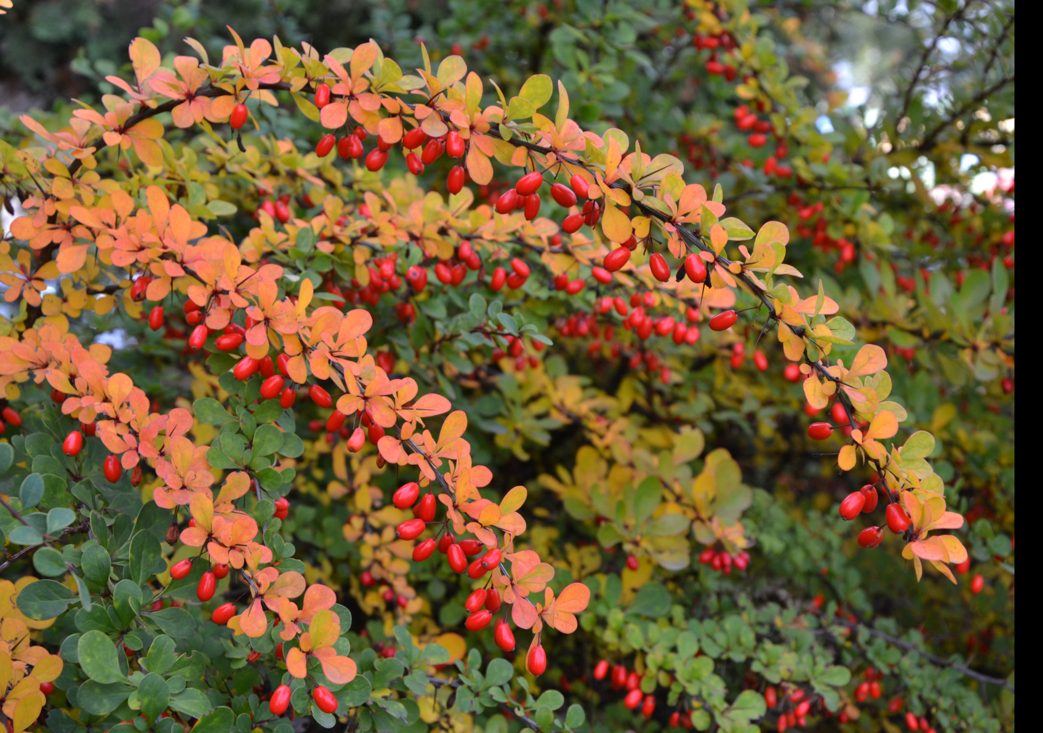 Tapeta podzimni_berberis__dristal_