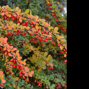 Tapeta podzimni_berberis__dristal_