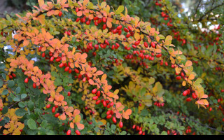 Tapeta podzimni_berberis__dristal_