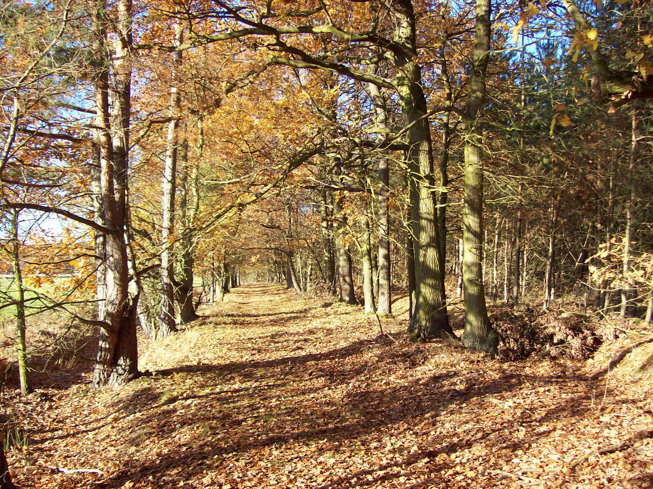 Tapeta podzimni_cesta