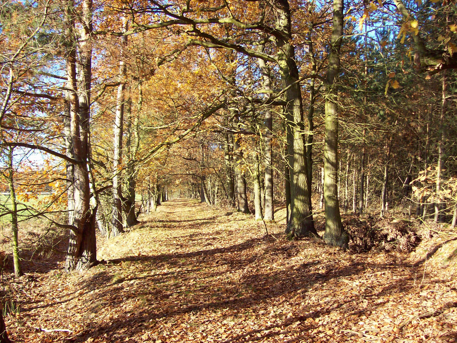 Tapeta podzimni_cesta