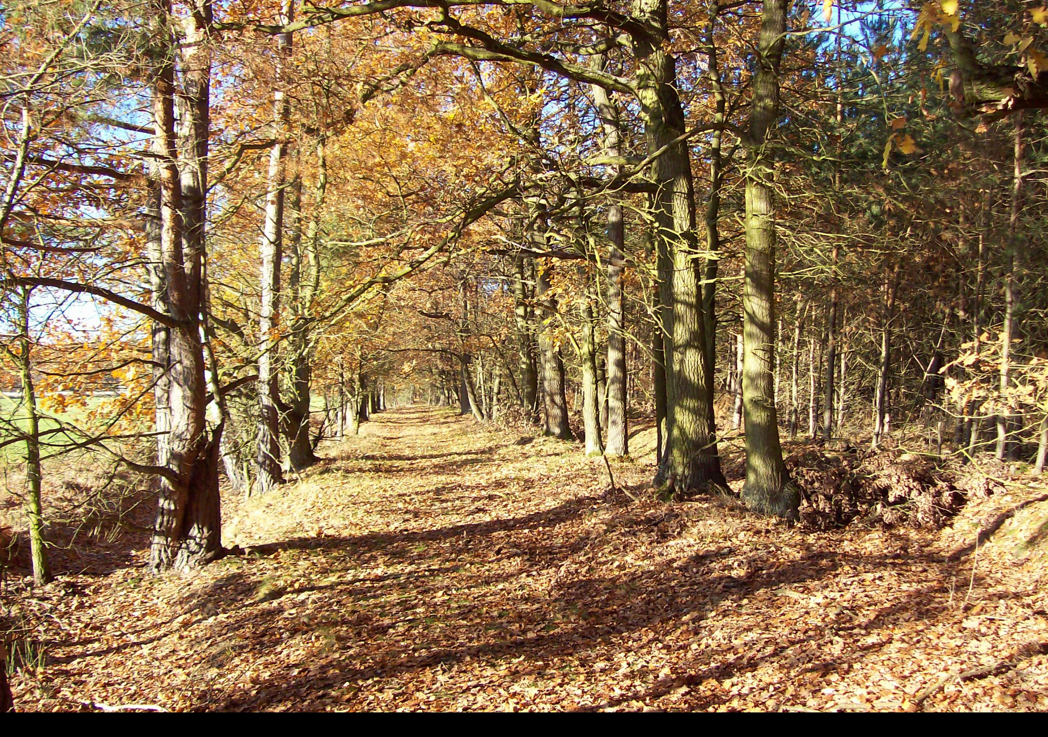 Tapeta podzimni_cesta