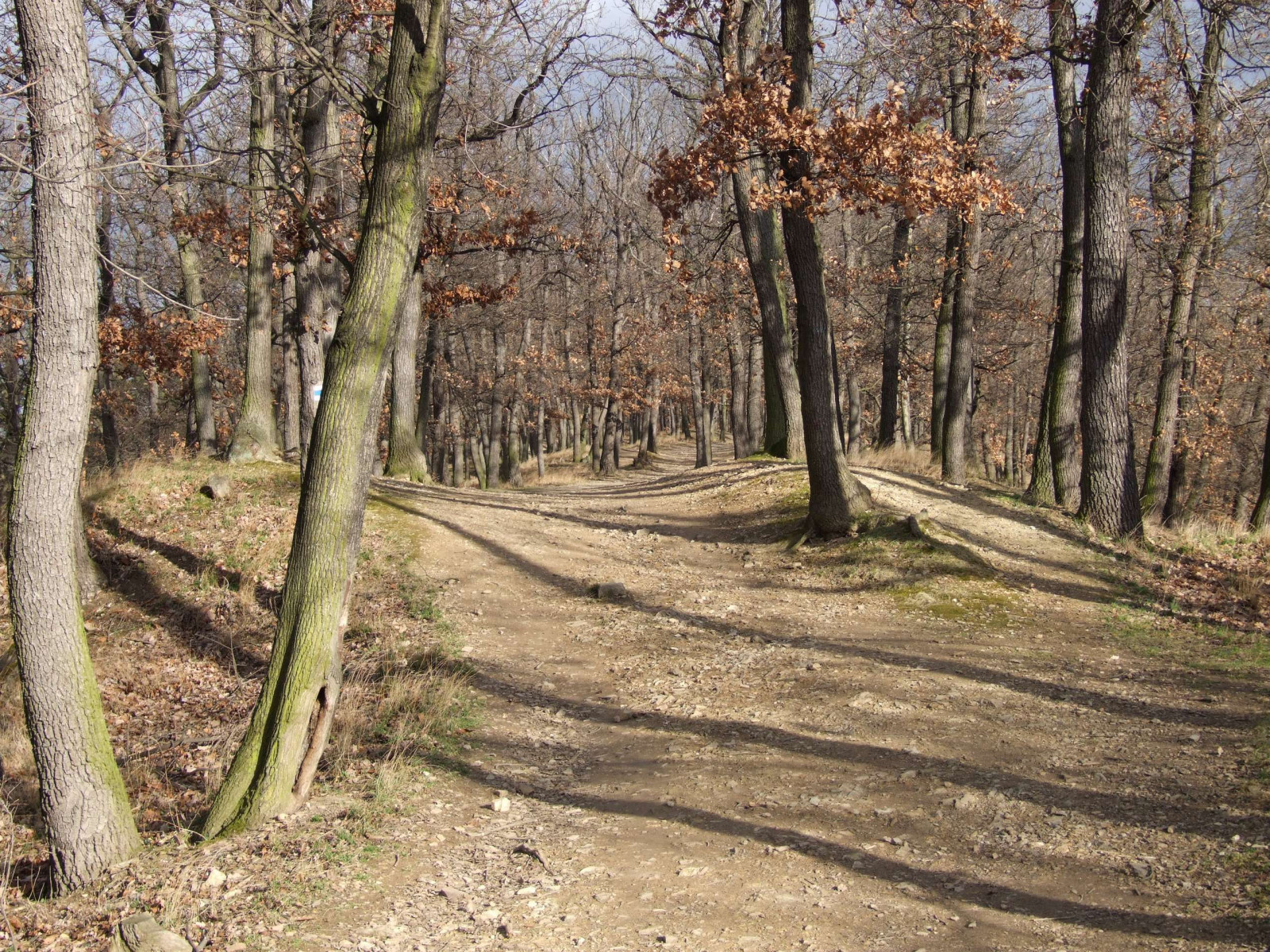 Tapeta podzimni_les