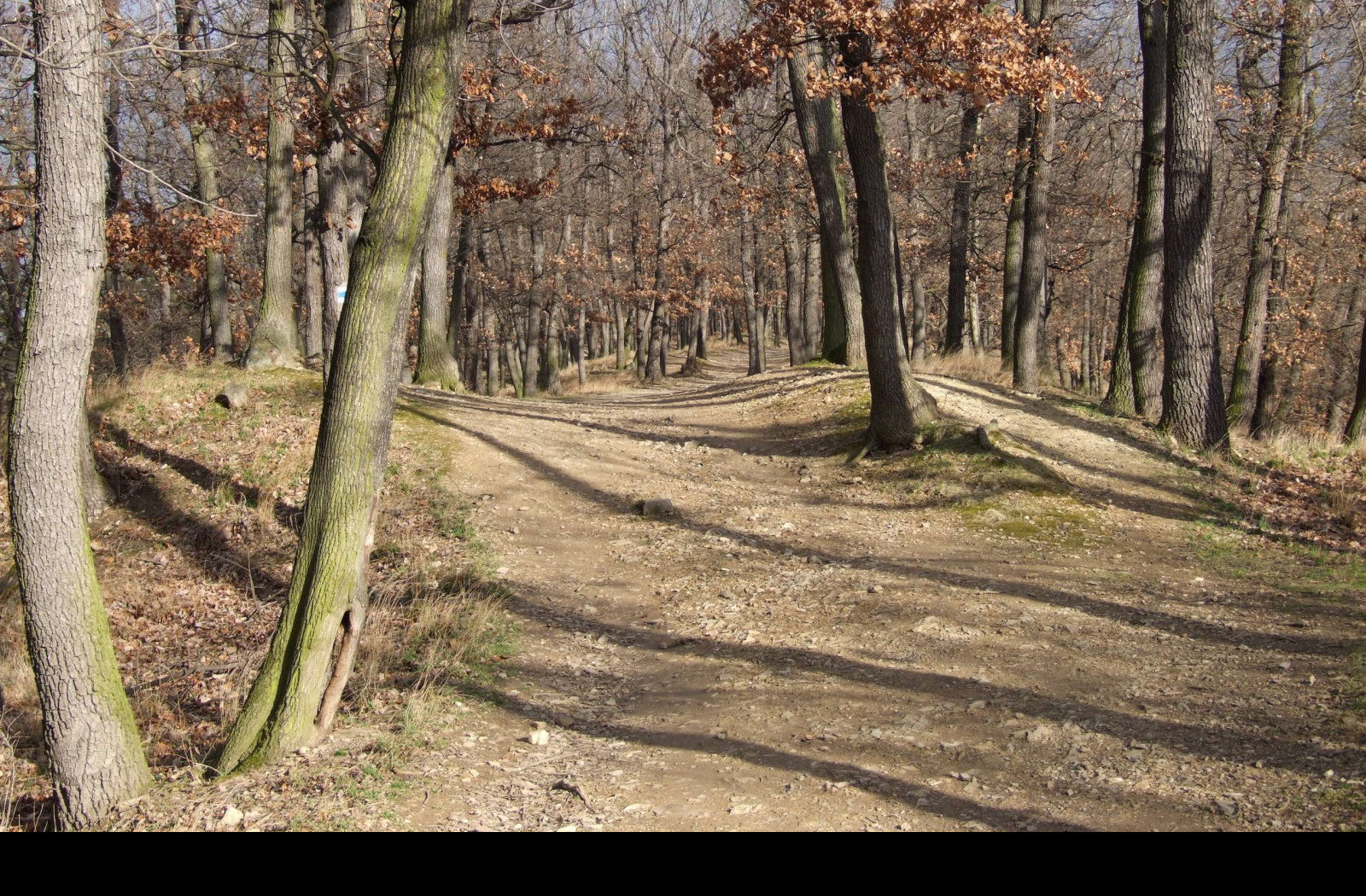 Tapeta podzimni_les