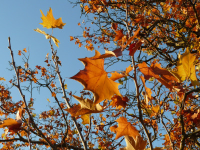 Tapeta: Podzimn list 