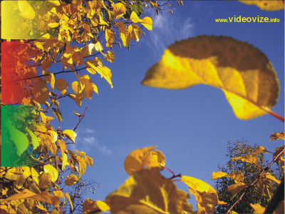 Tapeta: Podzimn list na Pastviti