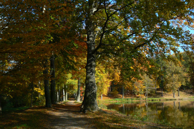 Tapeta: podzimn park