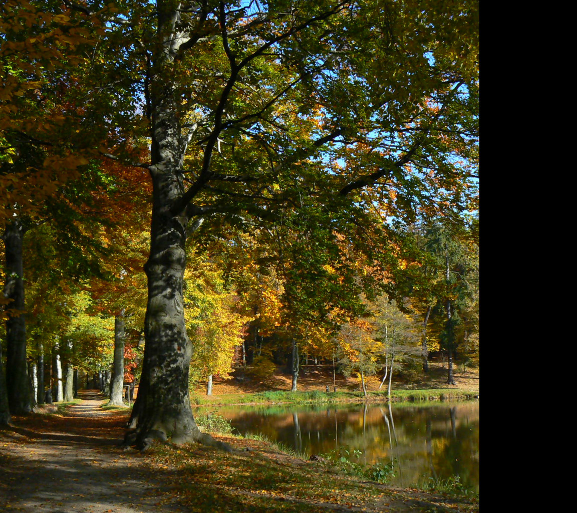 Tapeta podzimni_park