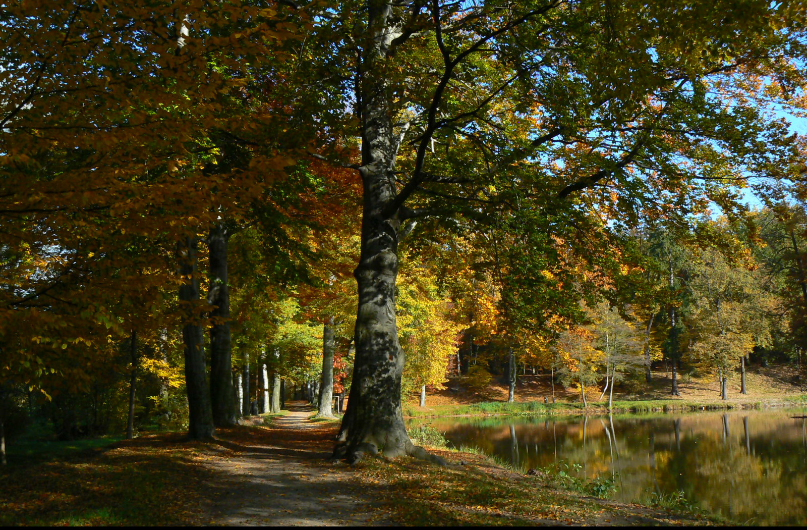 Tapeta podzimni_park
