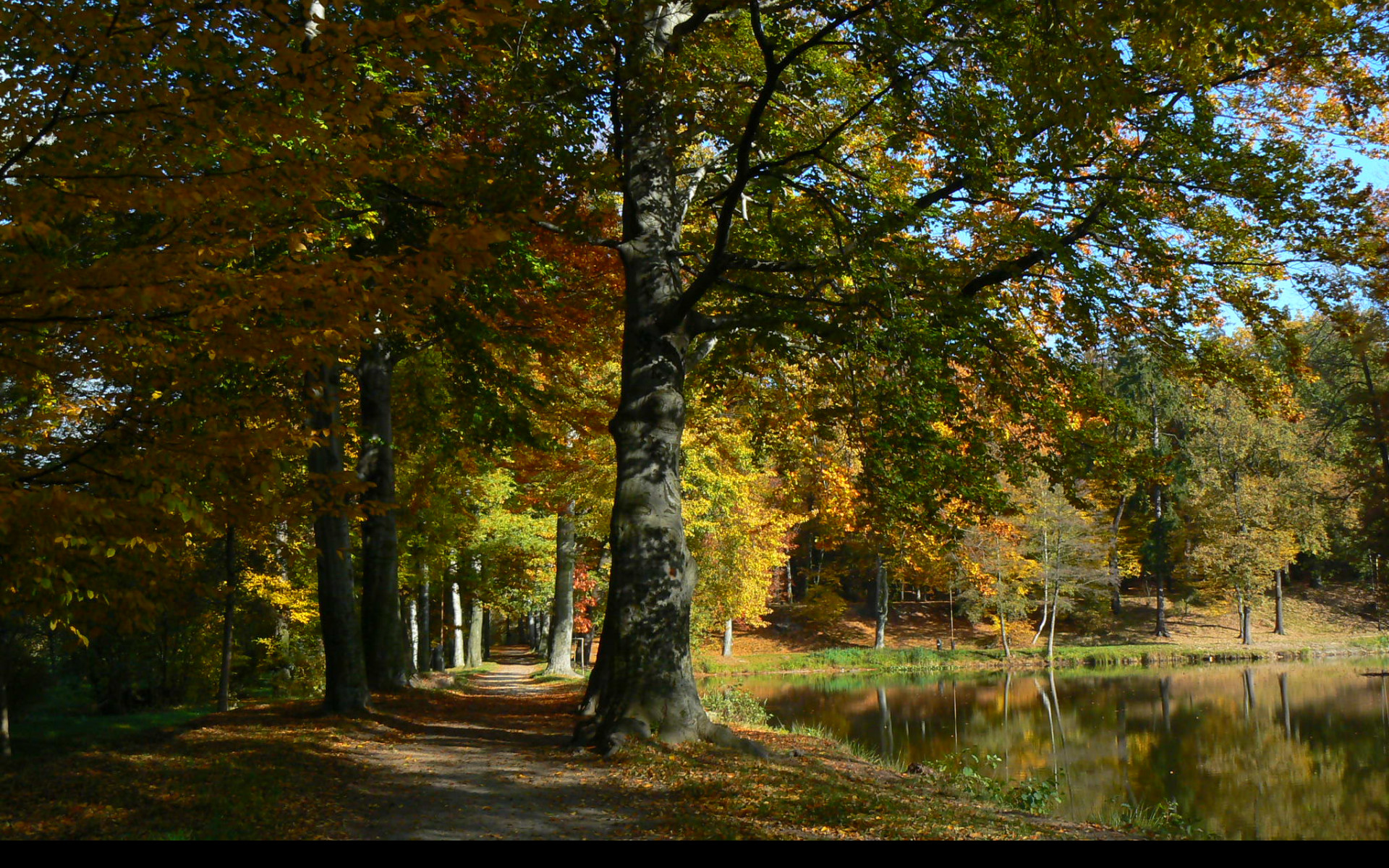 Tapeta podzimni_park