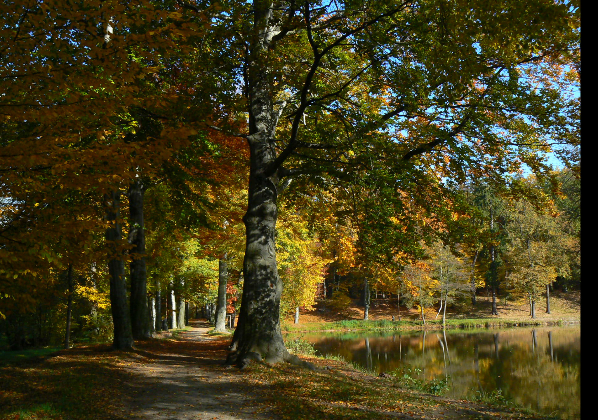 Tapeta podzimni_park