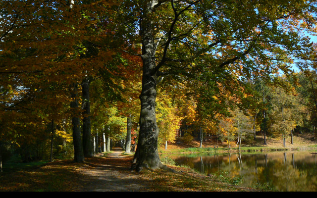 Tapeta podzimni_park