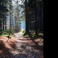 Tapeta podzimni_rano_2