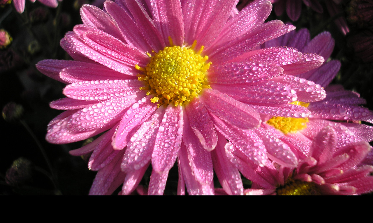Tapeta podzimni_rosa