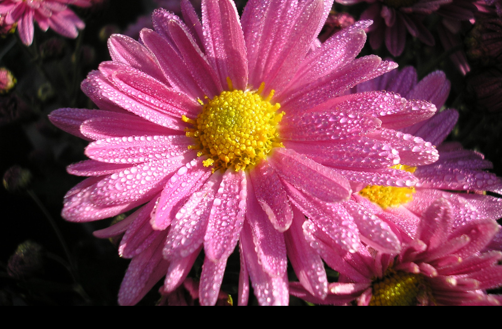 Tapeta podzimni_rosa