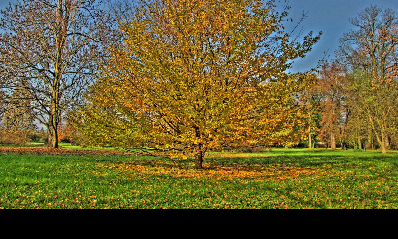 Tapeta podzimni_strom