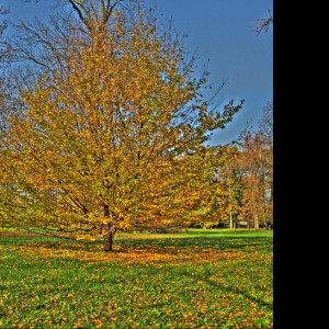 Tapeta podzimni_strom