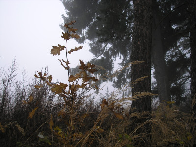 Tapeta: Podzimn zkout