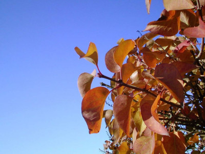 Tapeta: Podzim ve vdsku 4