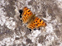 Tapeta Polygonia c-album