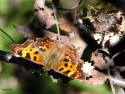 Tapeta Polygonia c-album 2