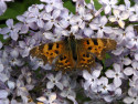 Tapeta Polygonia c-album 3