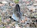 Tapeta Polyommatus amandus