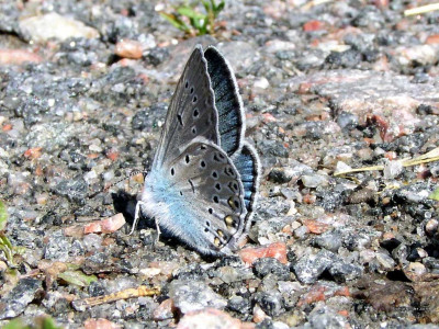 Tapeta: Polyommatus amandus