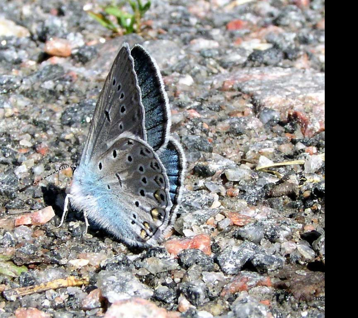 Tapeta polyommatusamandus