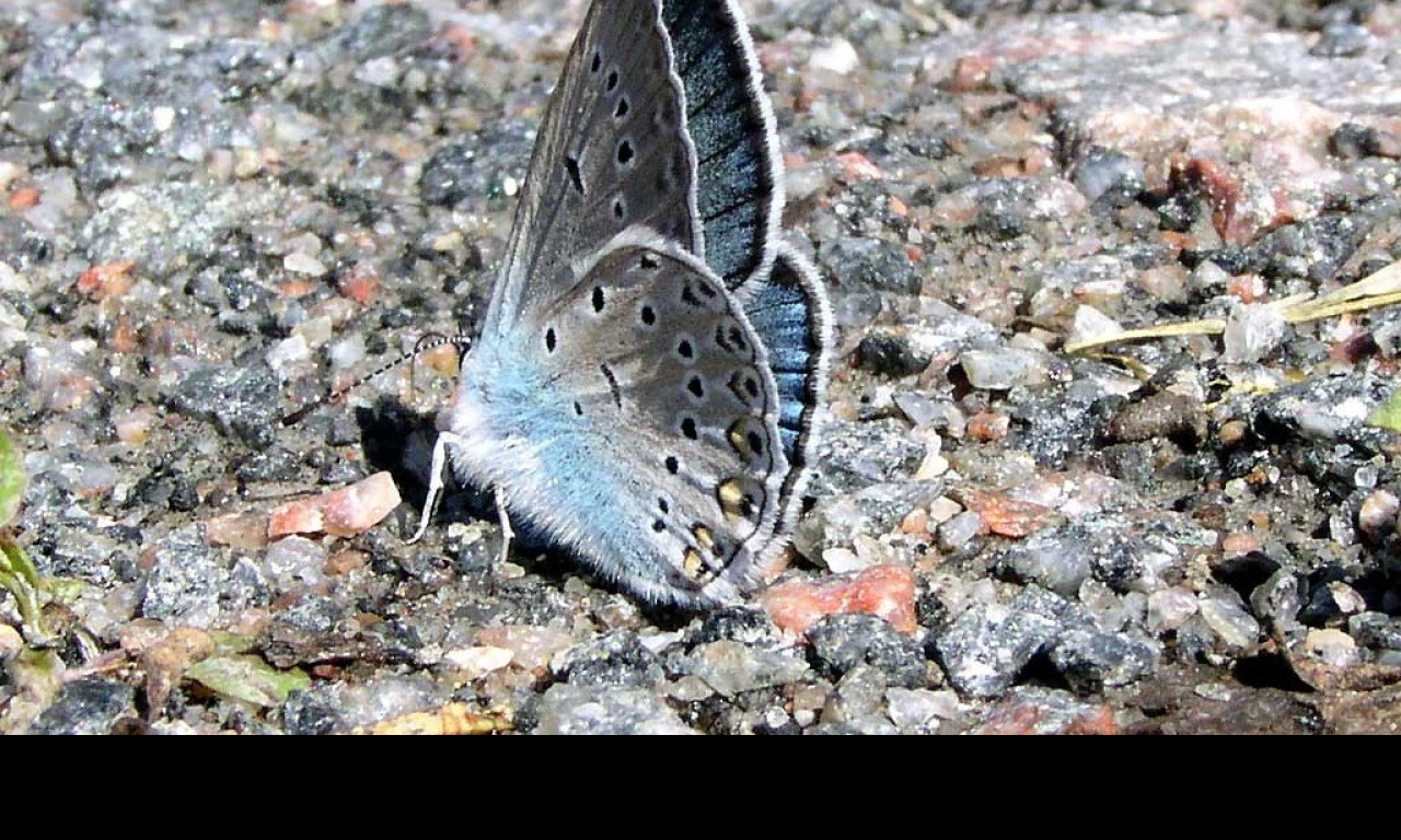 Tapeta polyommatusamandus