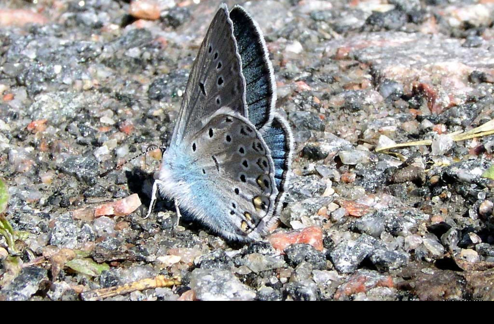 Tapeta polyommatusamandus