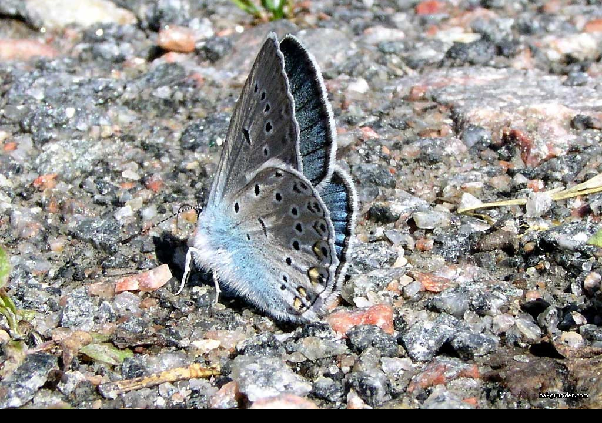 Tapeta polyommatusamandus