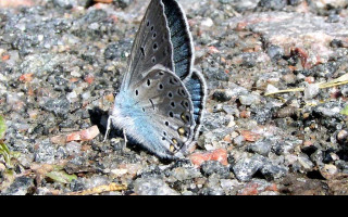 Tapeta polyommatusamandus