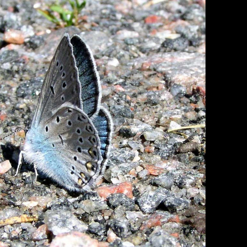 Tapeta polyommatusamandus