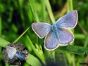 Tapeta Polyommatus amandus 2