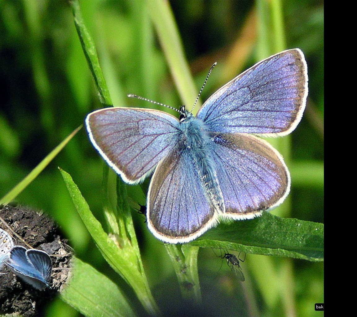 Tapeta polyommatusamandus2