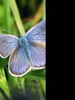 Tapeta polyommatusamandus2