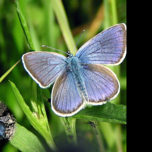 Tapeta polyommatusamandus2