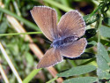 Tapeta Polyommatus amandus 3