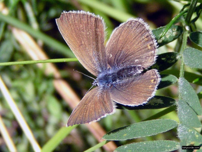 Tapeta: Polyommatus amandus 3