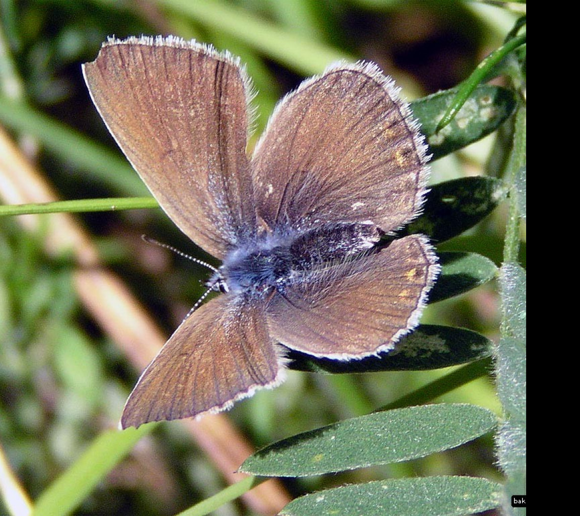 Tapeta polyommatusamandus3