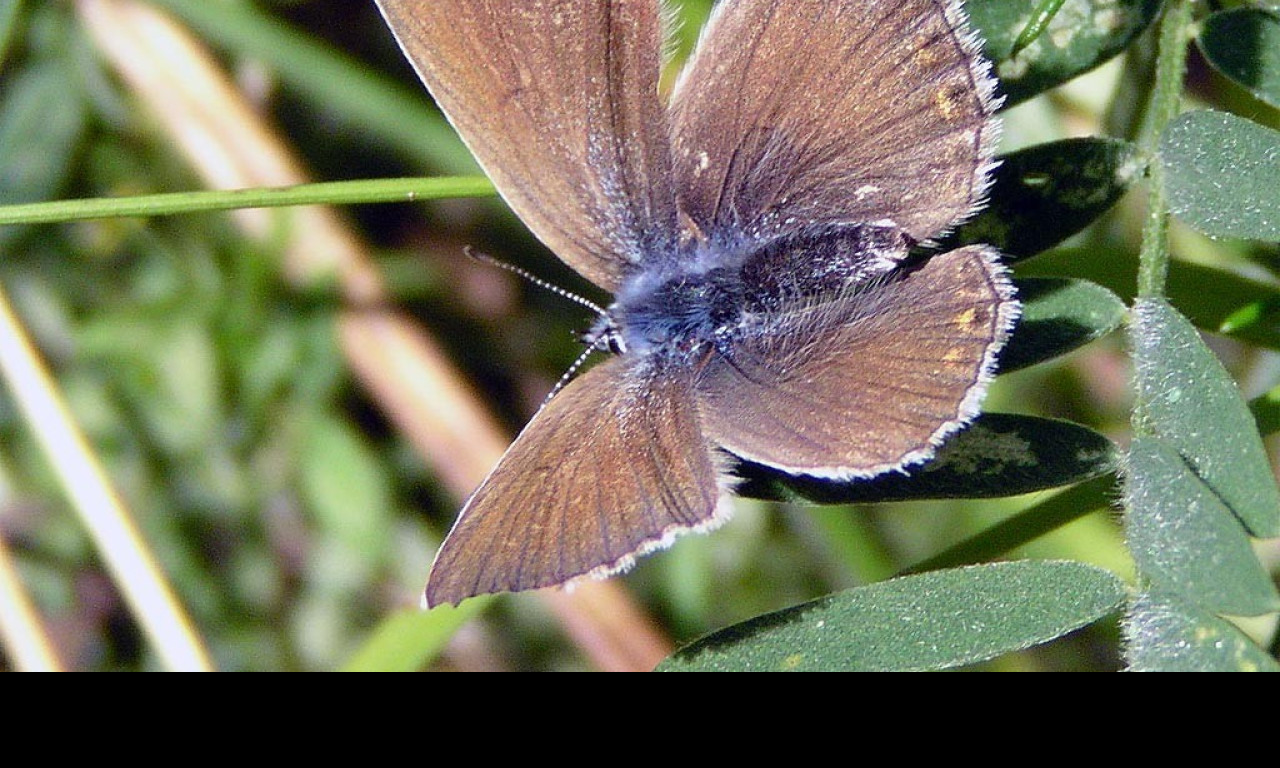 Tapeta polyommatusamandus3