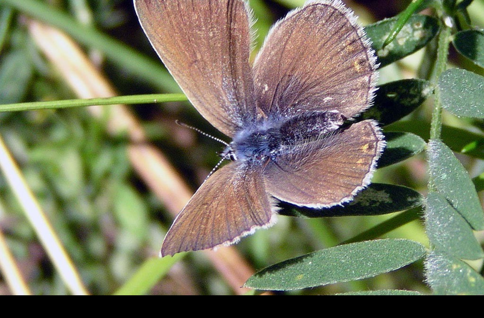 Tapeta polyommatusamandus3