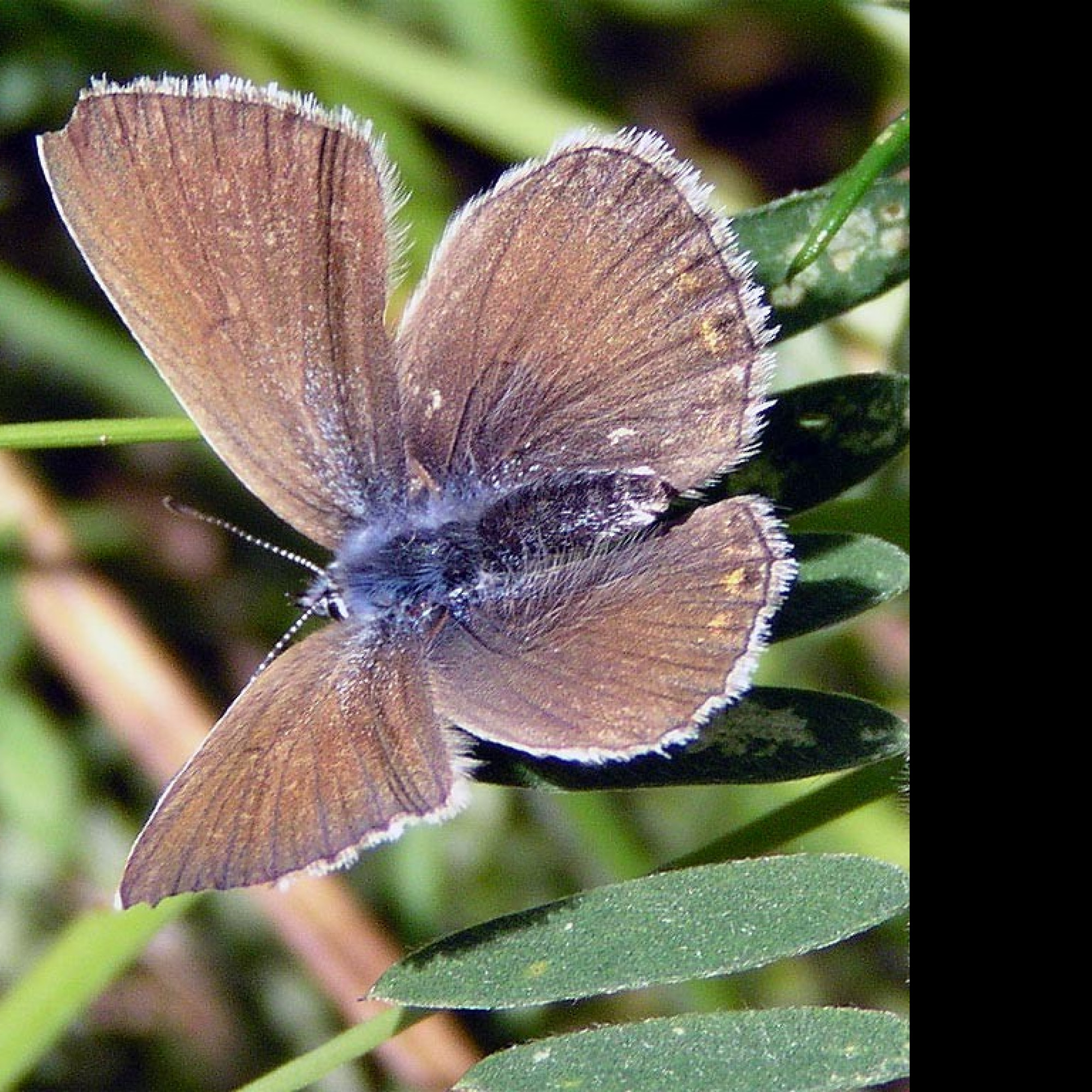 Tapeta polyommatusamandus3