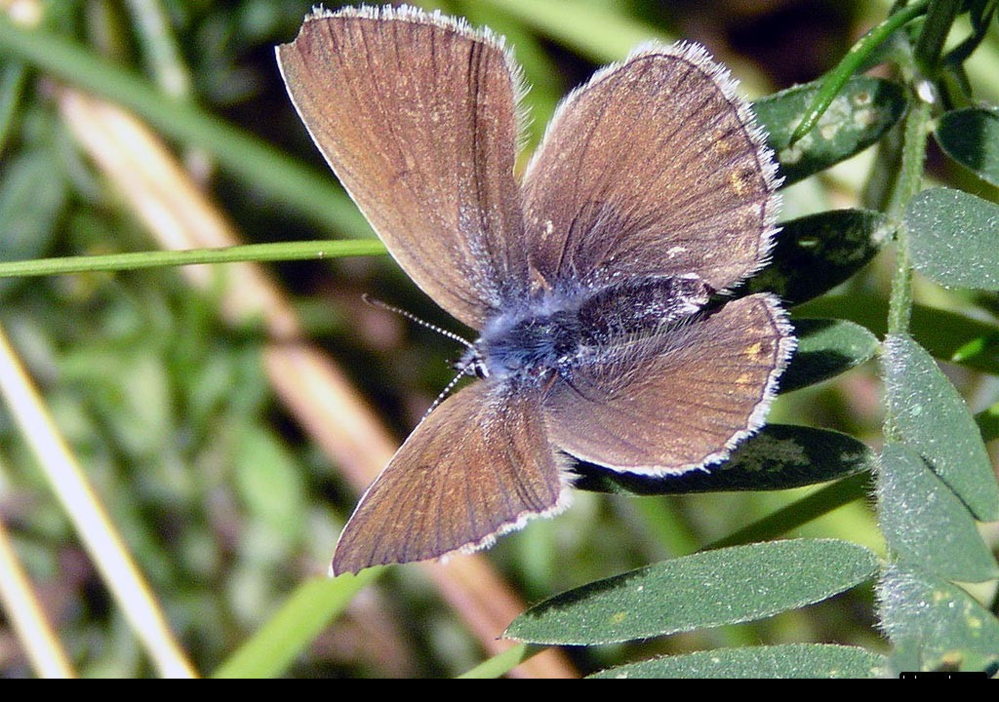 Tapeta polyommatusamandus3