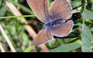 Tapeta polyommatusamandus3