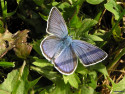 Tapeta Polyommatus icarus