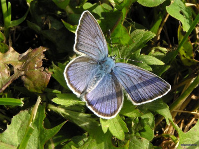 Tapeta: Polyommatus icarus