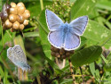 Tapeta Polyommatus icarus 2